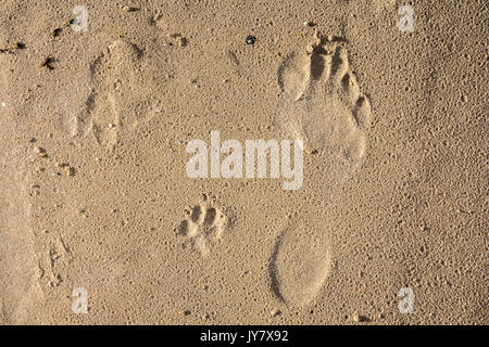 Petit chien et l'homme pieds imprime sur un sable humide, abstract background Banque D'Images