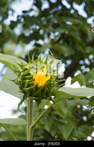 Helianthus annuus 'Titan'. Tournesol Géant ouverture dans un jardin anglais Banque D'Images