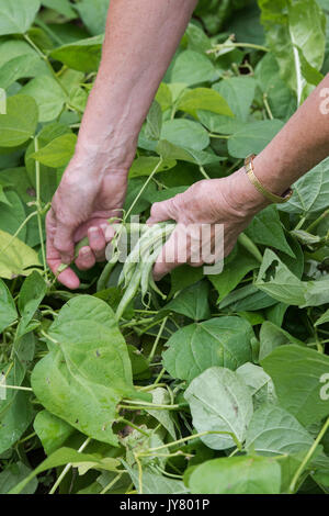 Phaseolus vulgaris. Haricots verts préparation jardinier anglais à partir d'un potager en août. UK Banque D'Images