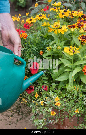 Latin fleurs dans un pot en terre cuite dans un jardin anglais. UK Banque D'Images