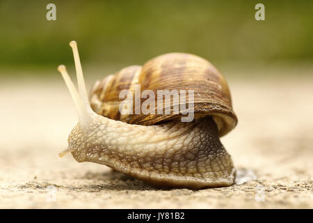 Plan macro sur un jardin commun Escargot ( Cornu aspersum ) Banque D'Images