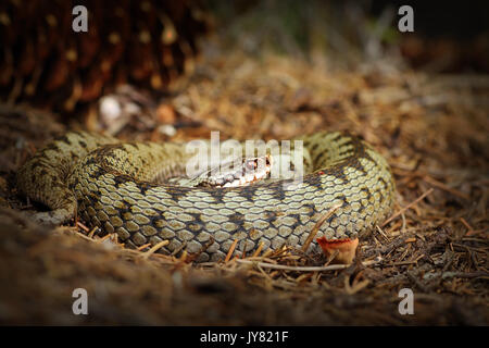 Les femelles de la vipère au soleil sur la masse forestière dans l'habitat naturel ( Vipera berus ) Banque D'Images