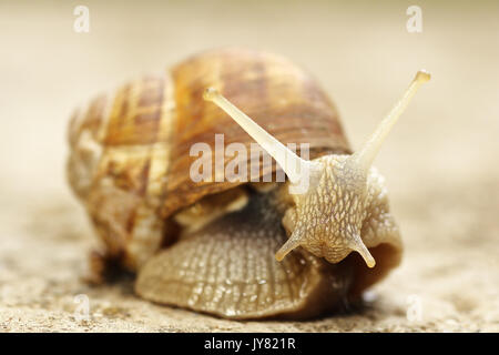 Commune de jardin Gros plan escargot ( Cornu aspersum ) Banque D'Images