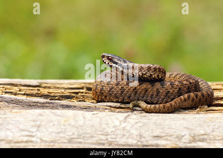 Vipera berus juvénile au soleil sur planche en bois ( la traversée commune venimeux vipère européenne ) Banque D'Images