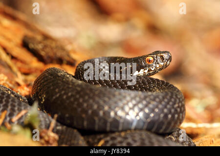 Melanistic additionneur commun européen des femmes debout sur la masse forestière ( Vipera berus ) Banque D'Images