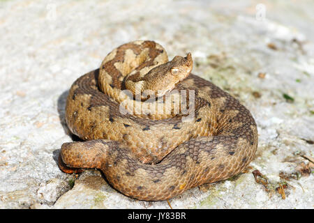 Nez sauvage femelle vipère à cornes sur rock ( Vipera ammodytes, l'un des plus toxiques les serpents d'Europe ) Banque D'Images