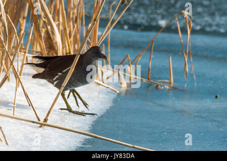 Le merlu tacheté (Porzana porzana) marche sur la glace, la rivière Drava Banque D'Images