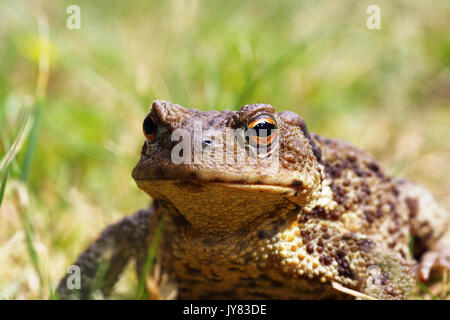 Portrait de laid crapaud brun commun dans le jardin ( Bufo ) Banque D'Images