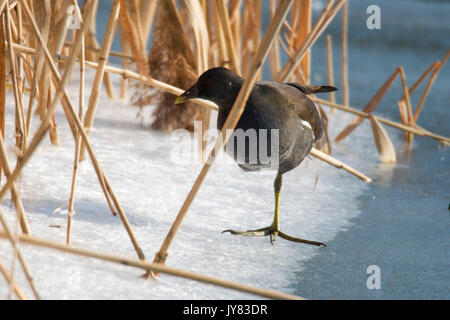 Le merlu tacheté (Porzana porzana) marche sur la glace, la rivière Drava Banque D'Images