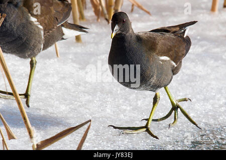 Le merlu tacheté (Porzana porzana) marche sur la glace, la rivière Drava Banque D'Images