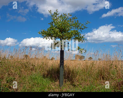 Arbre de chêne nouvellement plantées sur des terres arables pointe avec les anciens oaks en arrière-plan Southrepps Norfolk UK Banque D'Images