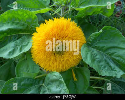 Le TOURNESOL Helianthus annuus 'Teddy Bear' Banque D'Images