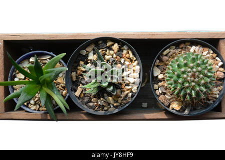 Petit cactus dans boîte en bois pour la décoration de la maison en vue supérieure, isolé sur fond blanc Banque D'Images