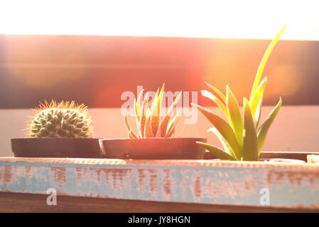 Petit Cactus dans boîte en bois avec la lumière colorée Banque D'Images