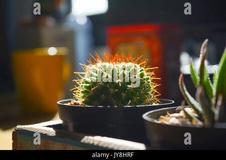 Petit cactus dans boîte en bois et la lumière du soleil avec les plaques noires background Banque D'Images