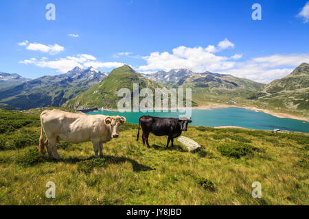 Vaches qui paissent dans les verts pâturages du lac Montespluga Piccolo avec fond de vallée de la Valteline Cf Alpina Sondrio province Lombardie Italie Europe Banque D'Images