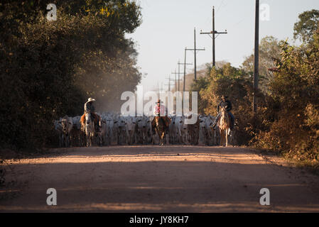 Transport de bétail à travers la route Transpantaneira Road Banque D'Images