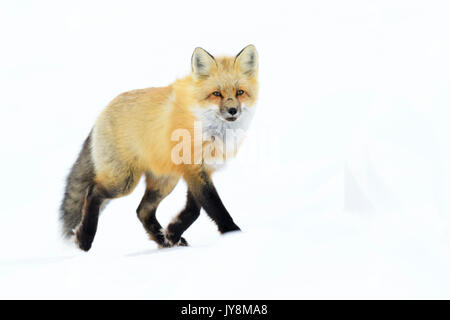 Le renard roux (Vulpes vulpes) adulte, la marche dans la neige à la caméra, à Churchill, Manitoba, Canada Banque D'Images