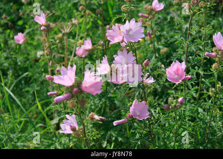 Rose Trémière rose, de grandes fleurs mauve se présenter idéalement dans le milieu de l'été Banque D'Images