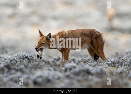 Le loup, Canis simensis éthiopien, en se nourrissant de hare, Bale Mountains National Park, Plateau de Sanetti, Éthiopie, endémique, loup d'Abyssinie, red jackal, rouge fo Banque D'Images