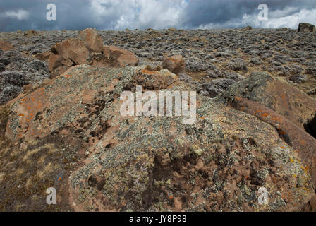 Diverses espèces de lichens sur rock, 4 000 m au-dessus du niveau de la mer, Plateau de Sanetti, Bale Mountains National Park, Ethiopie Banque D'Images