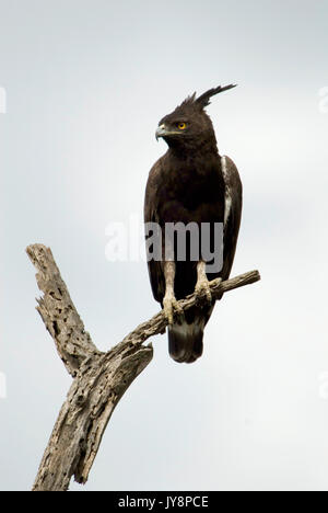 Long-crested Eagle, Lophaetus occipital, l'Éthiopie, haut perché dans l'arbre Banque D'Images