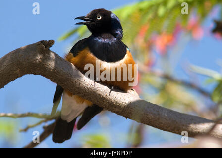 Superbe Starling, suberbus Lamprotornis, lac Langano, Éthiopie, perché dans l'arbre, bec ouvert haletant Banque D'Images