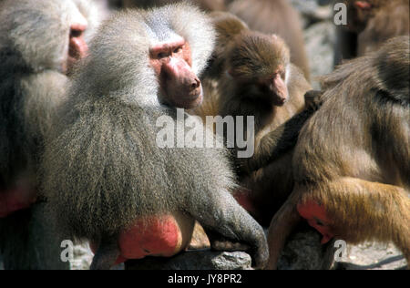 Hamadryas Baboon, Papio hamadryas cyncocephalus, captive, groupe de femmes et d'hommes, l'Ethiopie et la Somalie Banque D'Images