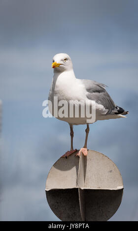 Seagull sur un perchoir, à Padstow, Cornwall, UK Banque D'Images