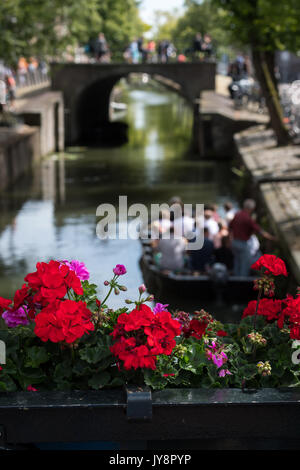 Des fleurs sur le canal à Edam, Pays-Bas Banque D'Images