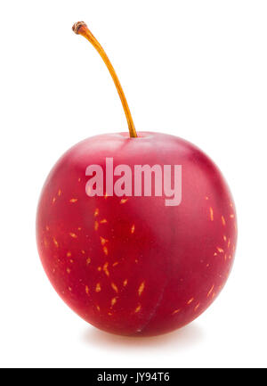 Cherry Plum isolé chemin Banque D'Images