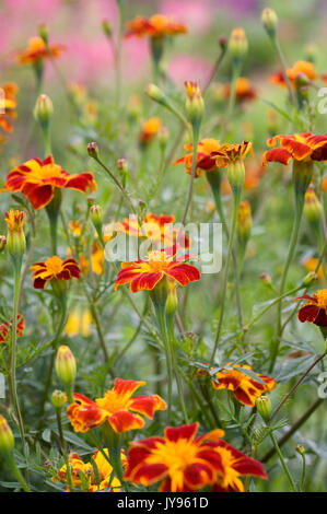 Tagetes patula. Tagètes français dans le jardin. Banque D'Images