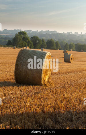 La lumière du soleil du matin d'or peu après l'aube sur un champ de blé ronde bottes de paille près de Ravensthorpe dans le Northamptonshire, en Angleterre. Banque D'Images