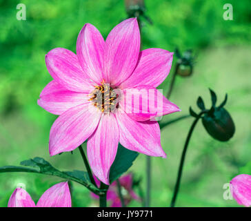 Dahlia Magenta star en bordure de jardin Banque D'Images