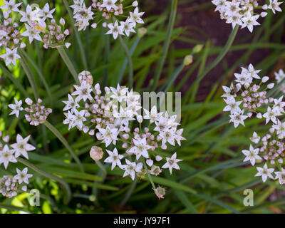 Ciboulette ail Allium tuberosum dans un jardin de fines herbes Banque D'Images