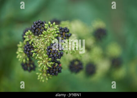 Aralia cordata spikenard,[1] herbes aralia,[2] udo (du japonais: 独活),[3] spikenard japonais,[3] et asperges de montagne Banque D'Images