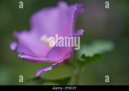 Pourpre violet fleur d'hibiscus en fleurs close up République ketmia mauve rose rose de Sharon Banque D'Images