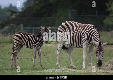 Mère et bébé zebra Banque D'Images