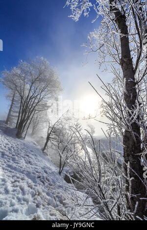 Le givre couvre les branches d'arbres en engadine. sils. suisse. L'europe Banque D'Images