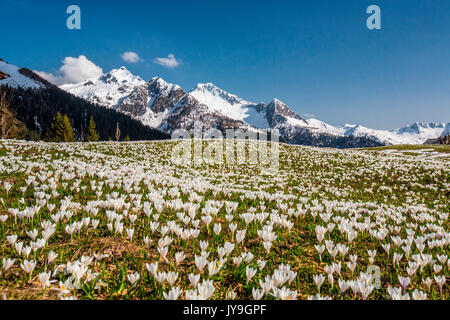 Les vastes pâturages de corte grassa envahi par bitto. crocus vallée. Alpes Orobie. valtellina. Lombardie Italie. L'Europe. Banque D'Images