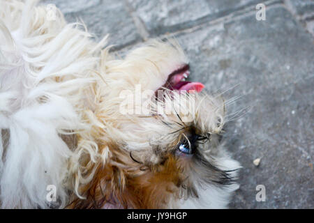Cute close up Shih Tzu chien relaxant et reposant sur le sol Banque D'Images