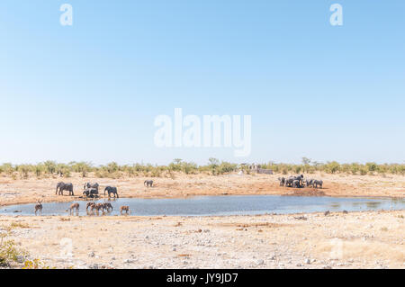 Des troupeaux d'éléphants et le grand koudou l'eau potable à un étang dans le Nord de la Namibie. Banque D'Images