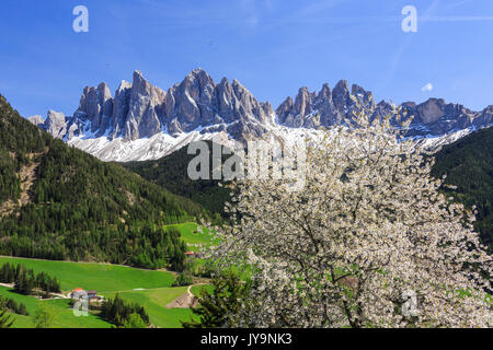 L'Odle en arrière-plan amélioré par arbres en fleurs . Funes Valley. Le Tyrol du Sud Dolomites Italie Europe Banque D'Images