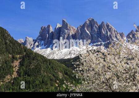 L'Odle en arrière-plan amélioré par arbres en fleurs . Funes Valley. Le Tyrol du Sud Dolomites Italie Europe Banque D'Images