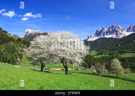 L'Odle en arrière-plan amélioré par arbres en fleurs . Funes Valley. Le Tyrol du Sud Dolomites Italie Europe Banque D'Images