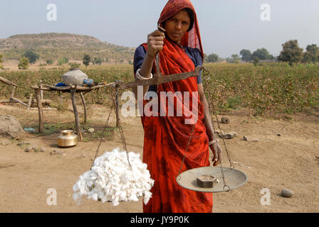 L'Inde Madhya Pradesh , la culture du coton dans la région de Kasrawad , femme peser récolte de coton / Madhya Pradesh indien , Baumwollanbau Adivasi, Frau mit Waage Banque D'Images