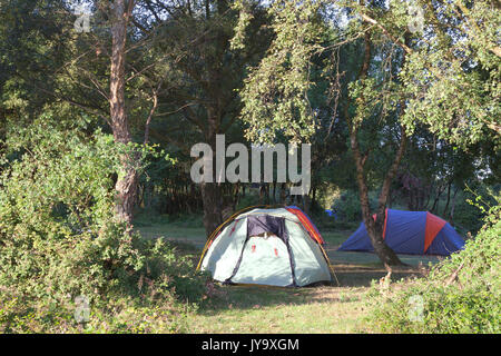 Vert et Bleu les tentes de camping sous les arbres en forêt, sur une journée ensoleillée d'été . Banque D'Images