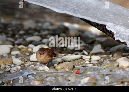 Les wren eurasiens, Troglodytes troglodytes en hiver sur la rivière Drava Banque D'Images