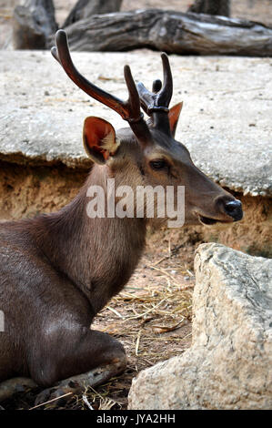 Le cerf Sambar est un grand originaire du sud et du Sud-Est. Banque D'Images