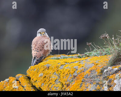 Kestrel, (Falco tinnunculus), Cornwall, Royaume-Uni Banque D'Images